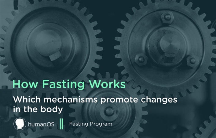 How Fasting Works